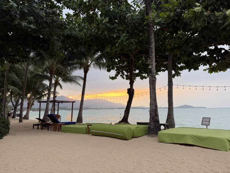 Playa del hotel con tumbonas al atardecer