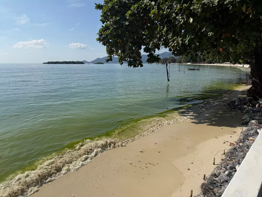 Playa del hotel llena de algas