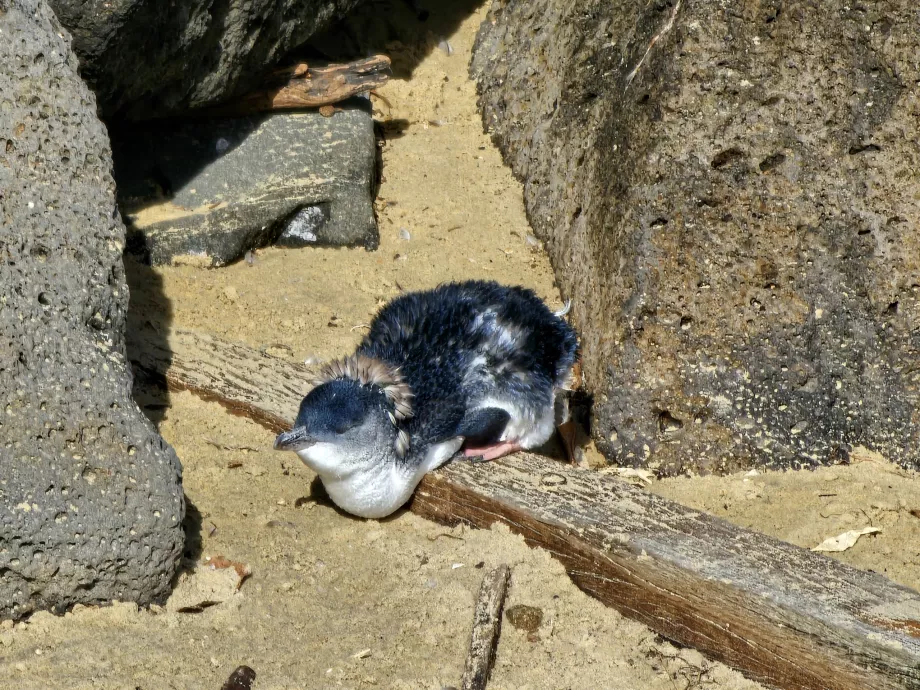Pingüinito australiano