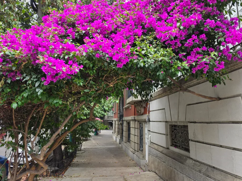 Calles de Roma Norte