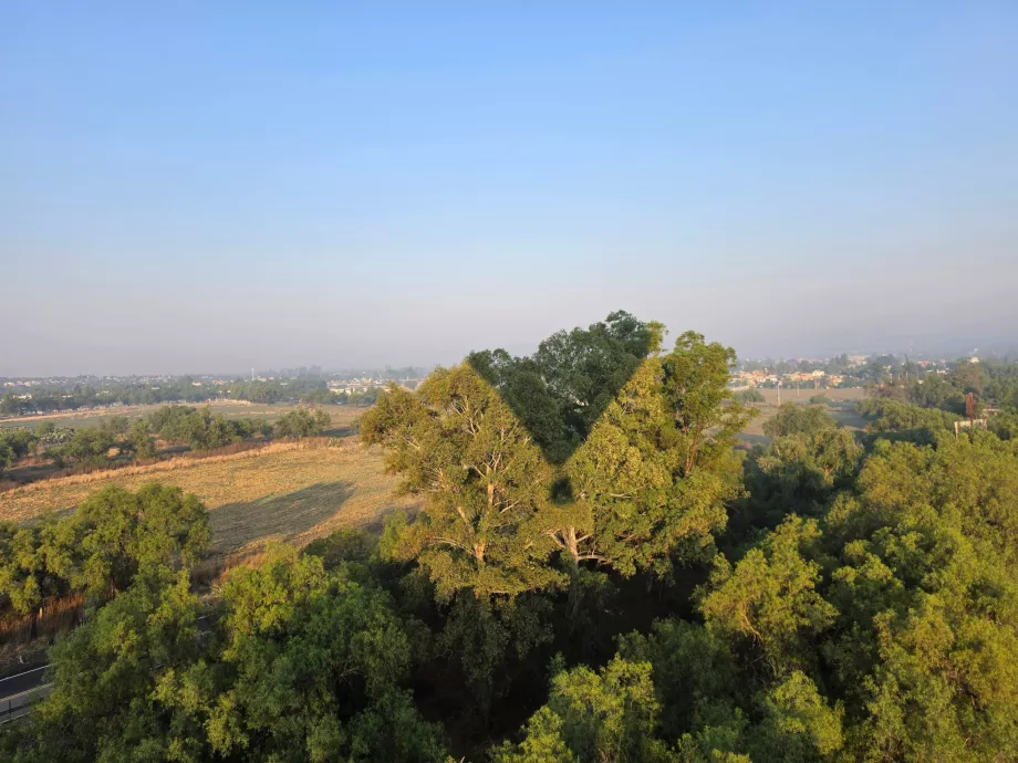 Vuelo sobre las copas de los árboles