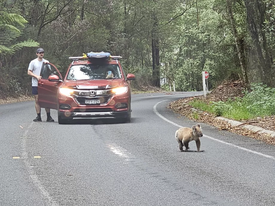 Osito koala en la carretera