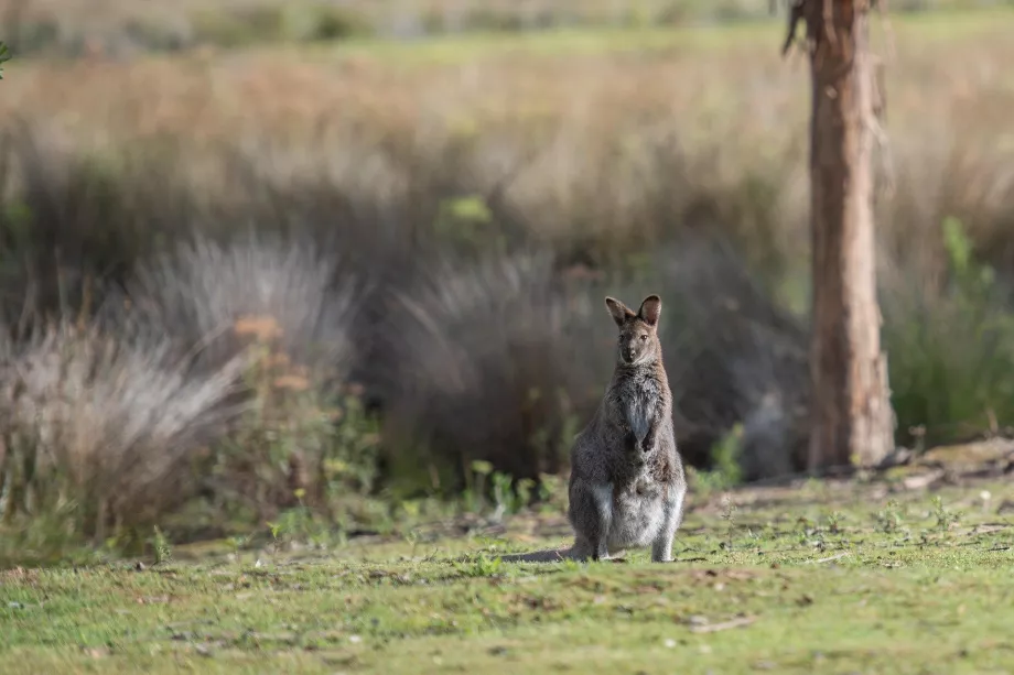 Canguro en King Island