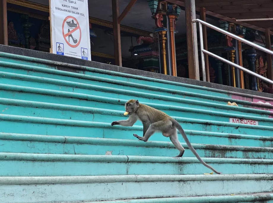 Monos en las cuevas de Batu