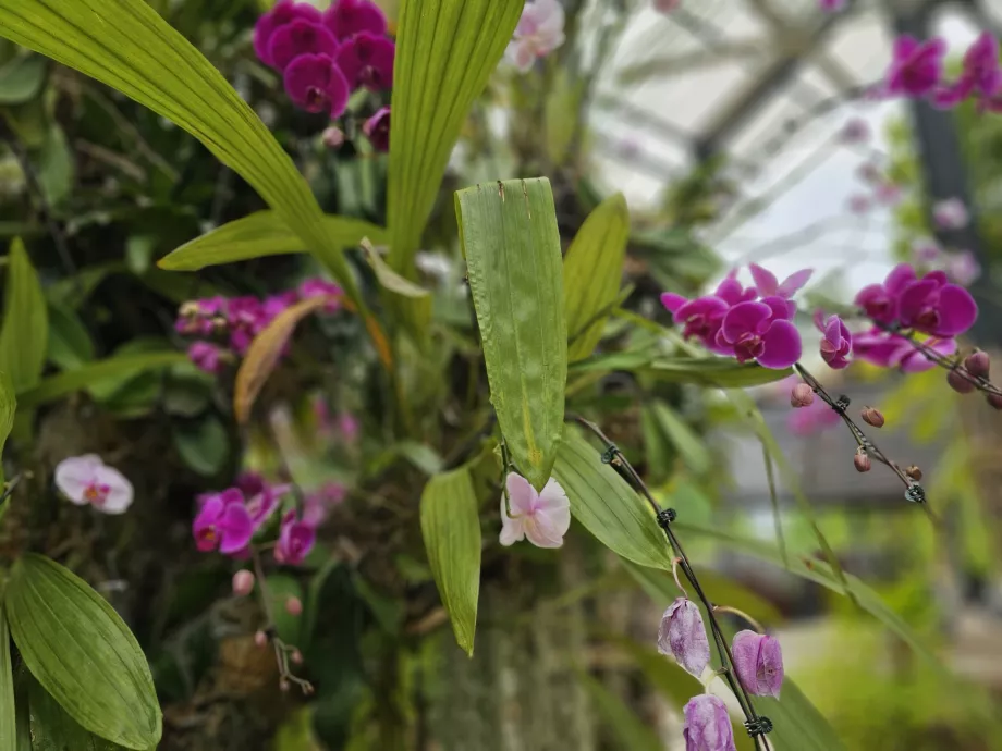 Jardín de orquídeas