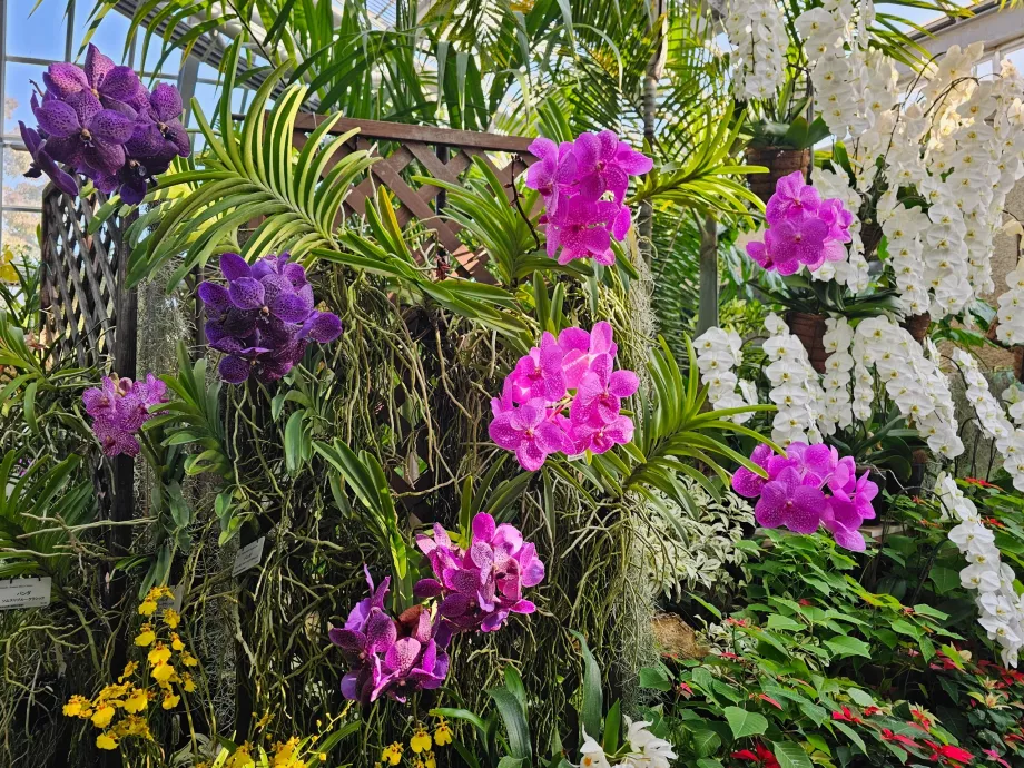 Jardín Botánico de Kioto