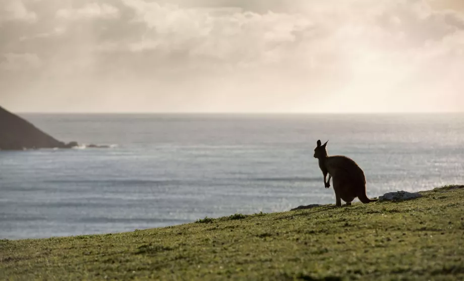 Canguro en Australia