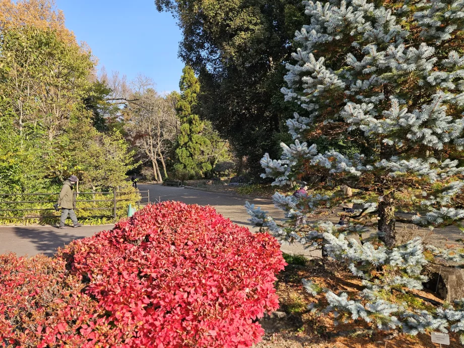 Jardín Botánico de Kioto