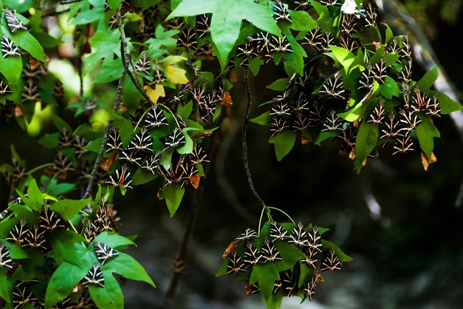 Valle de las mariposas
