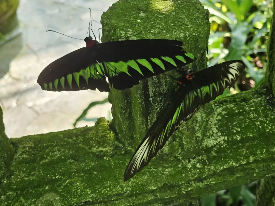 Parque de las Mariposas