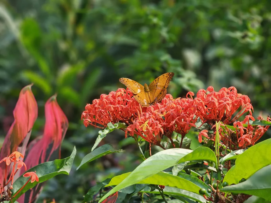 Parque de las Mariposas