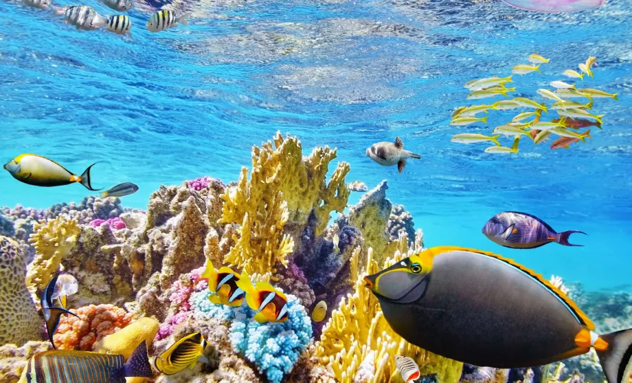 Snorkel en el Gran Arrecife de Barreir