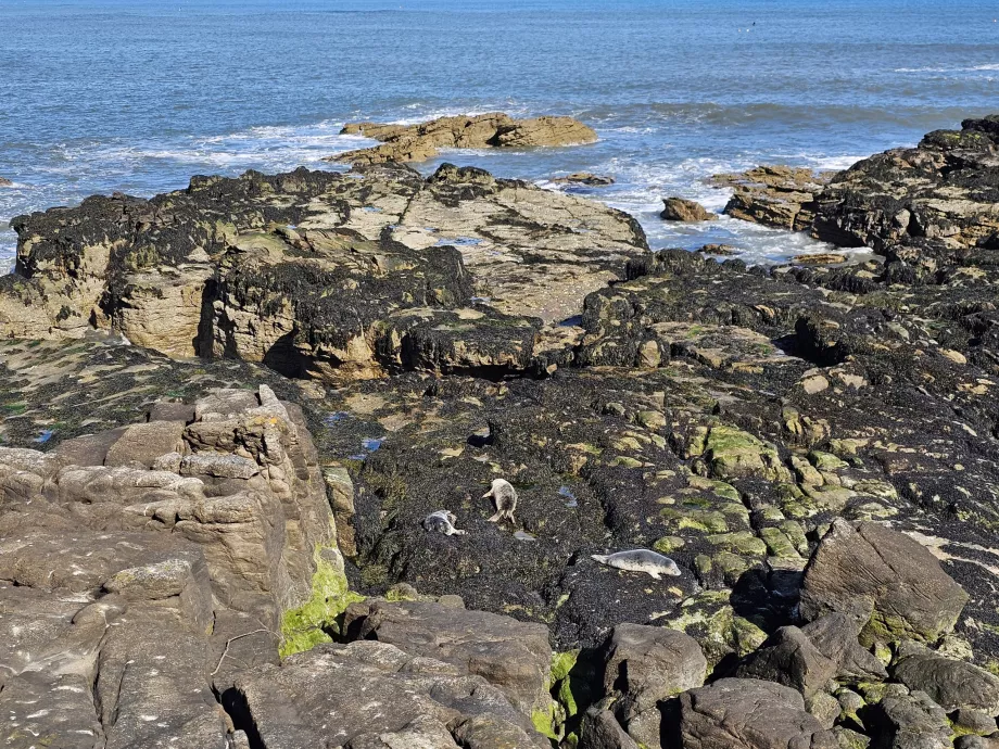 Focas en la costa