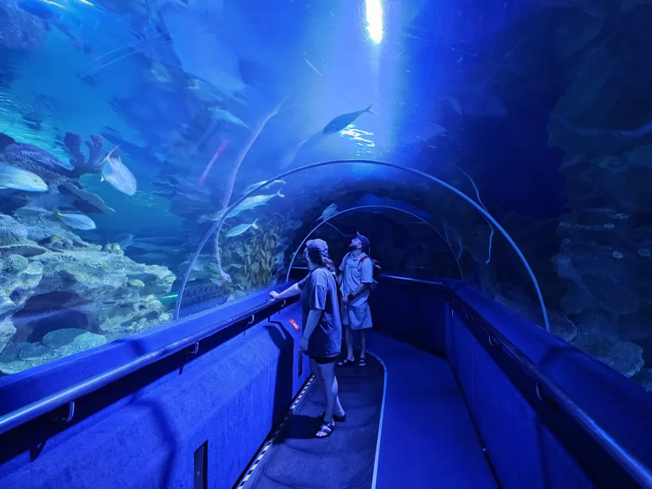 Túnel subacuático, acuarios