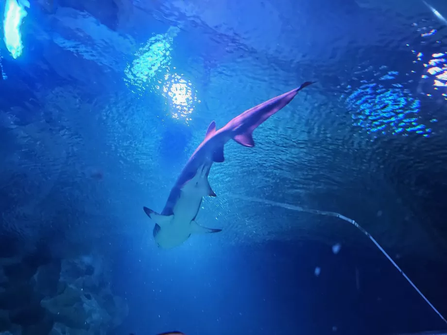 Tiburón en el acuario