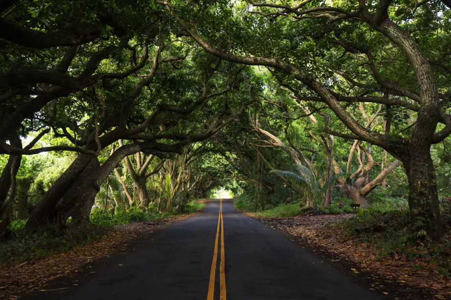 Bosque en el camino a Hana
