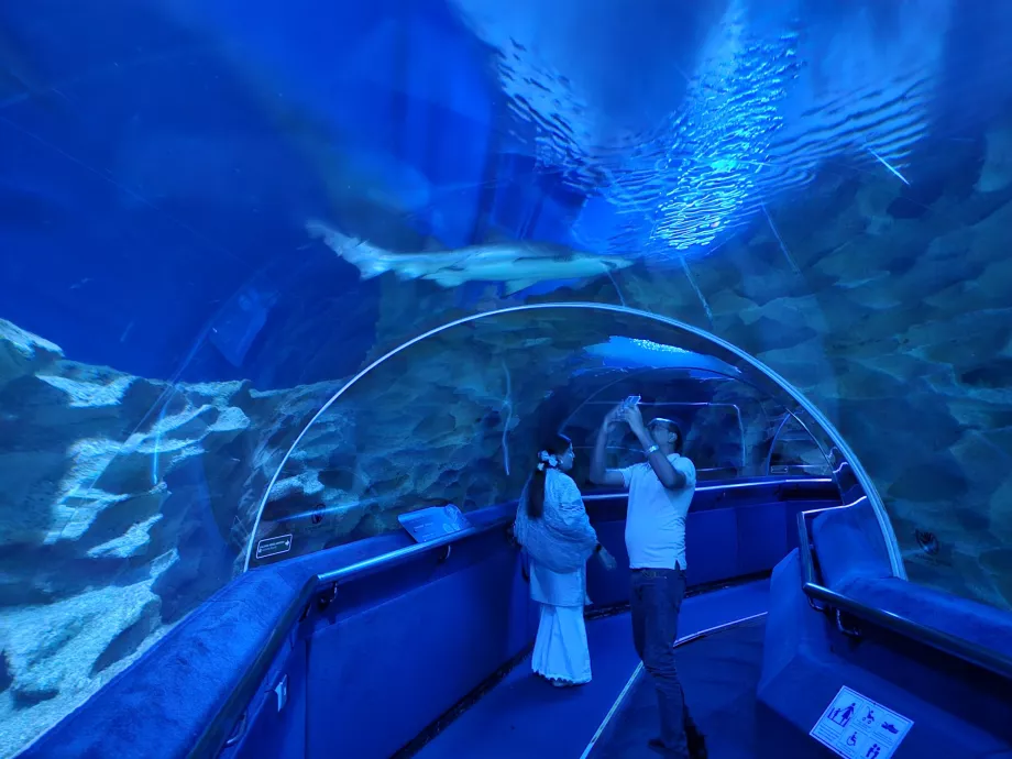 Tiburón en el acuario