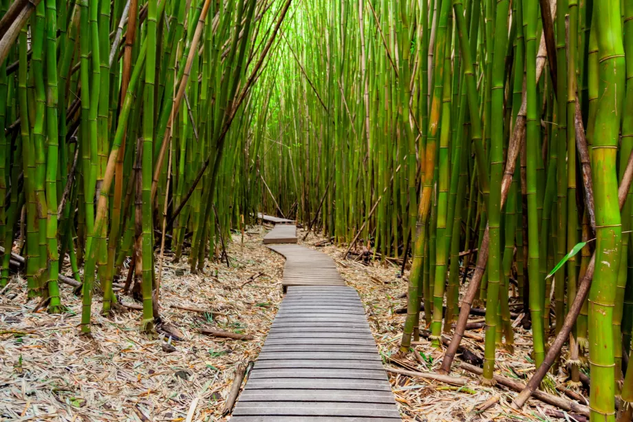 Bosque de bambú