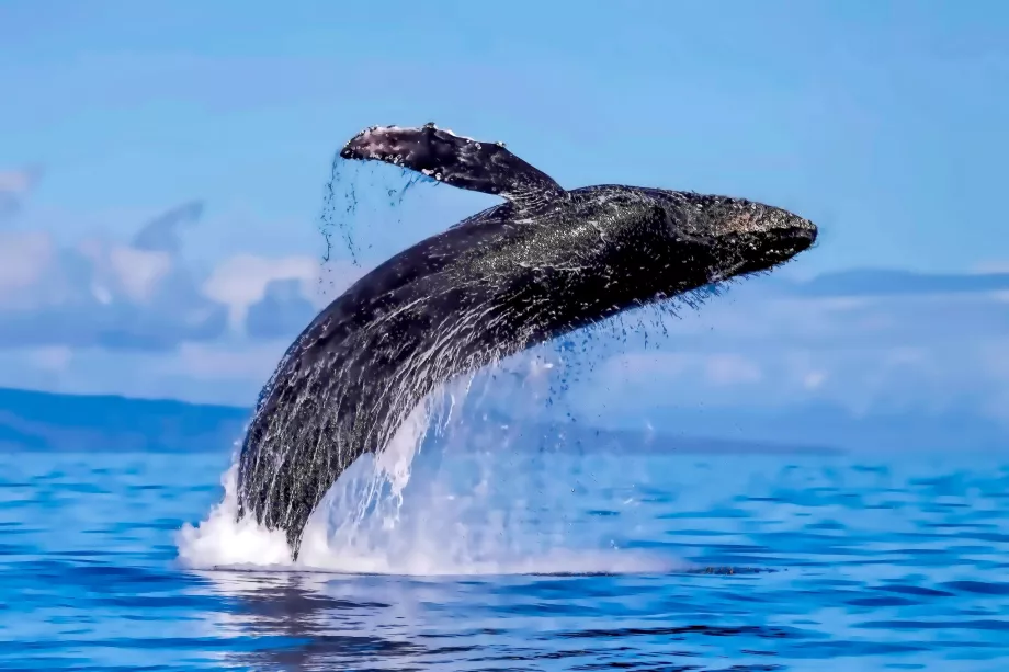 Ballenas de Maui