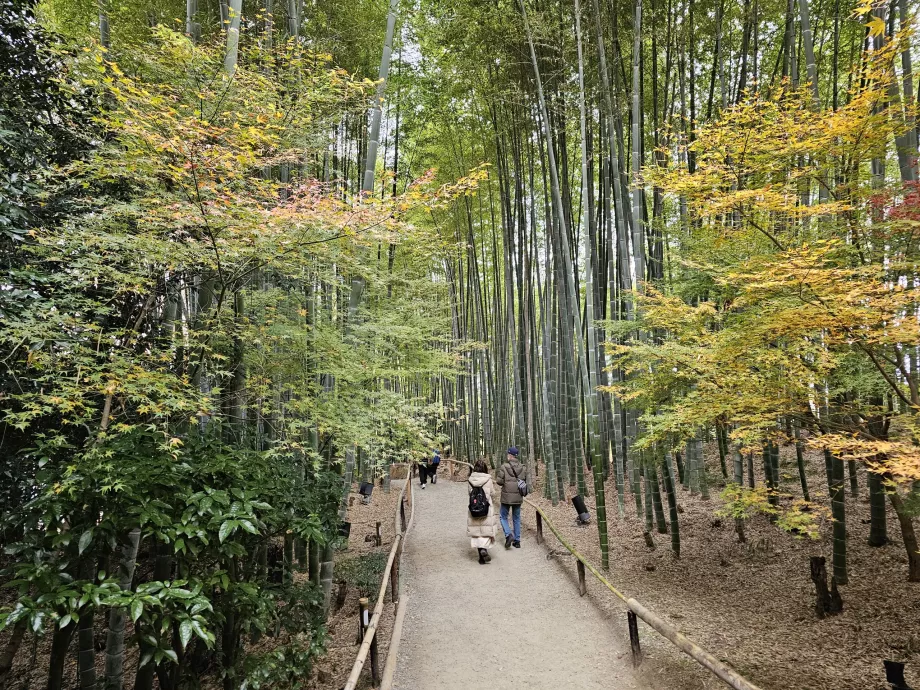 Templo Kodai-ji, bosque de bambú