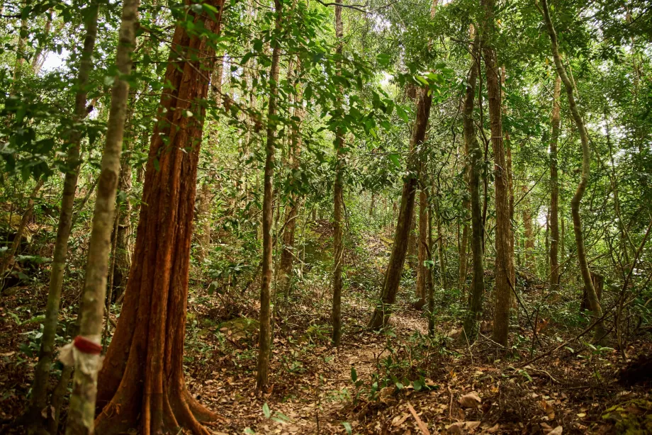 Parque nacional, Phu Quoc, Vietnam