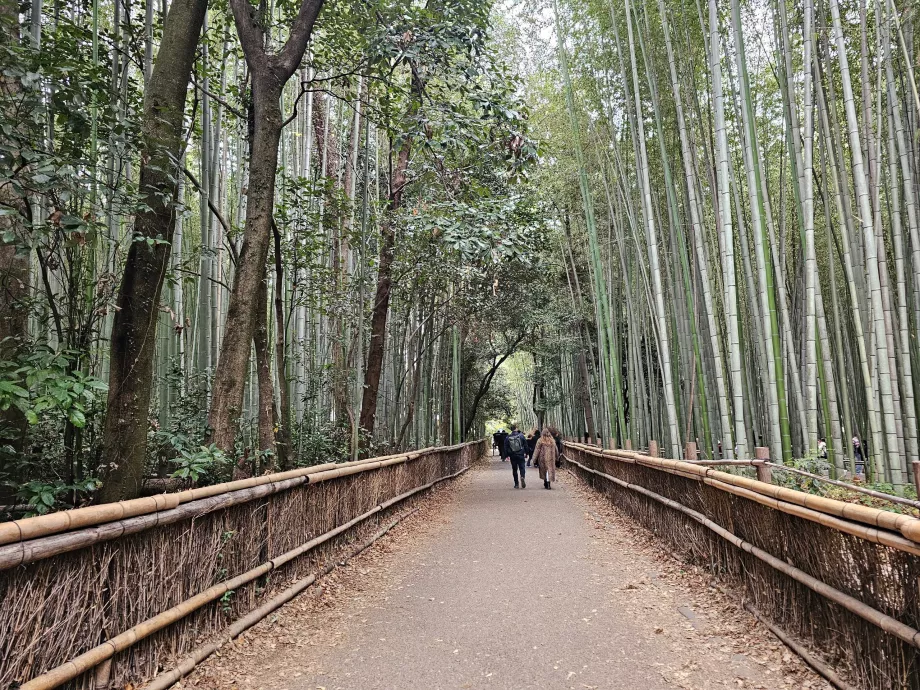 Bosque de bambú de Arashiyama