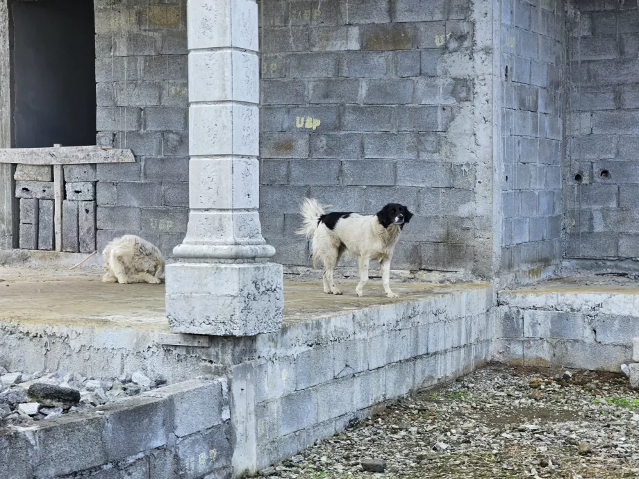 Perros callejeros