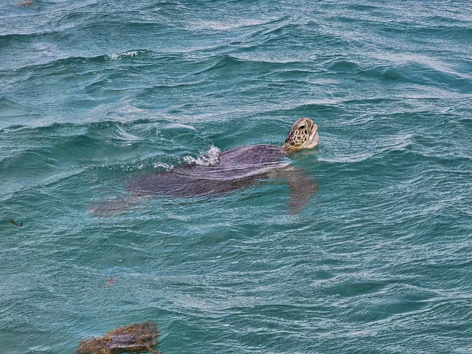 Tortuga durante el crucero