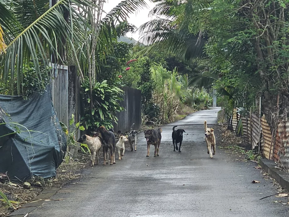 Perros callejeros