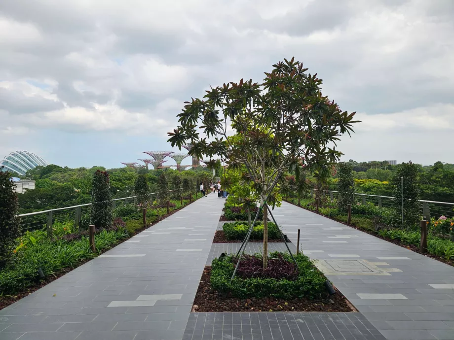 Ruta a pie hasta Gardens by the Bay