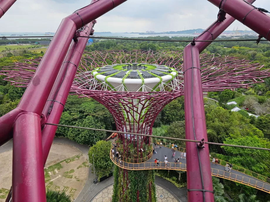 Observatorio Supertree