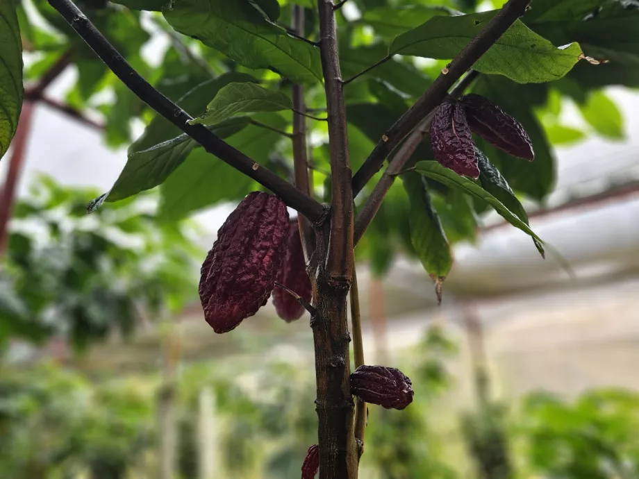 Cacao, Plantation Vanille