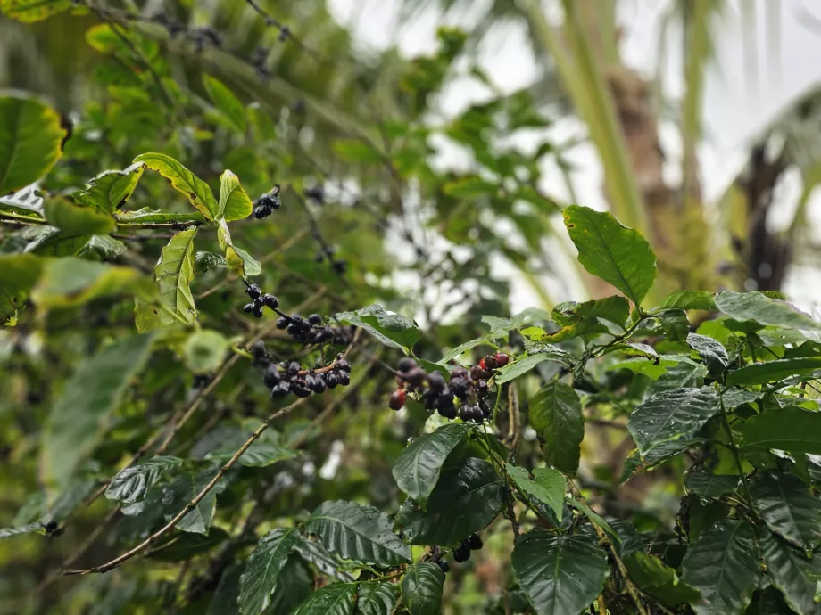 Café en Plantation Vanille