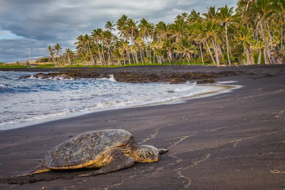 Tortugas en la playa de Punaluu