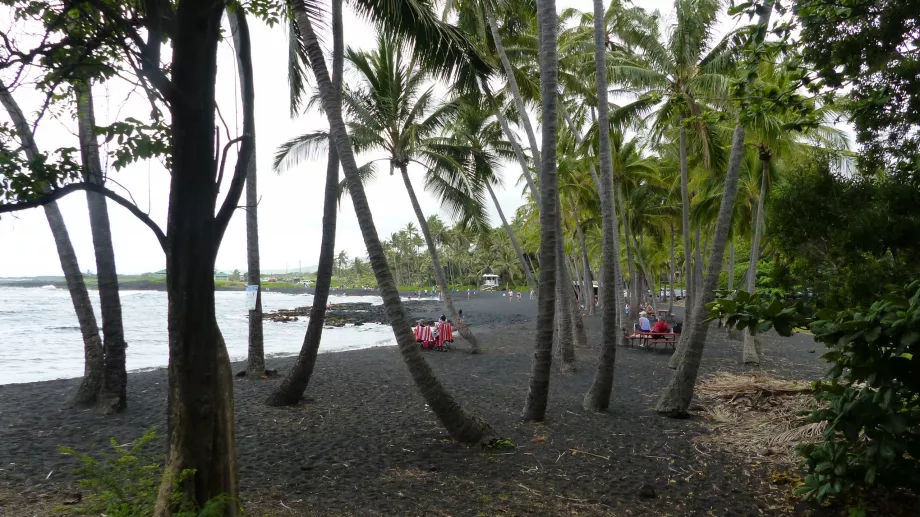 Palmeral en la playa de Punaluu