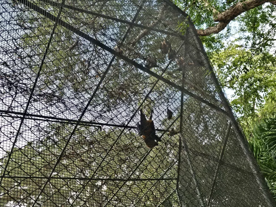 Murciélagos en el zoo de Casela