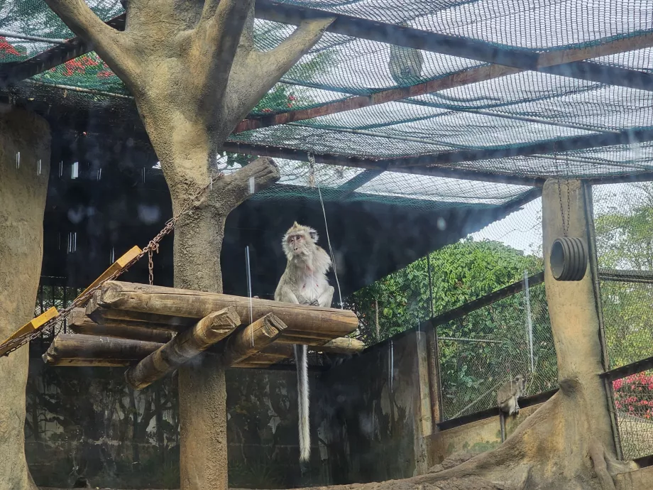 Monos en el zoo de Casela