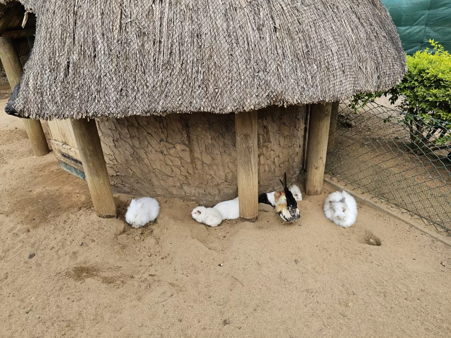 Conejos en el zoo de Casela