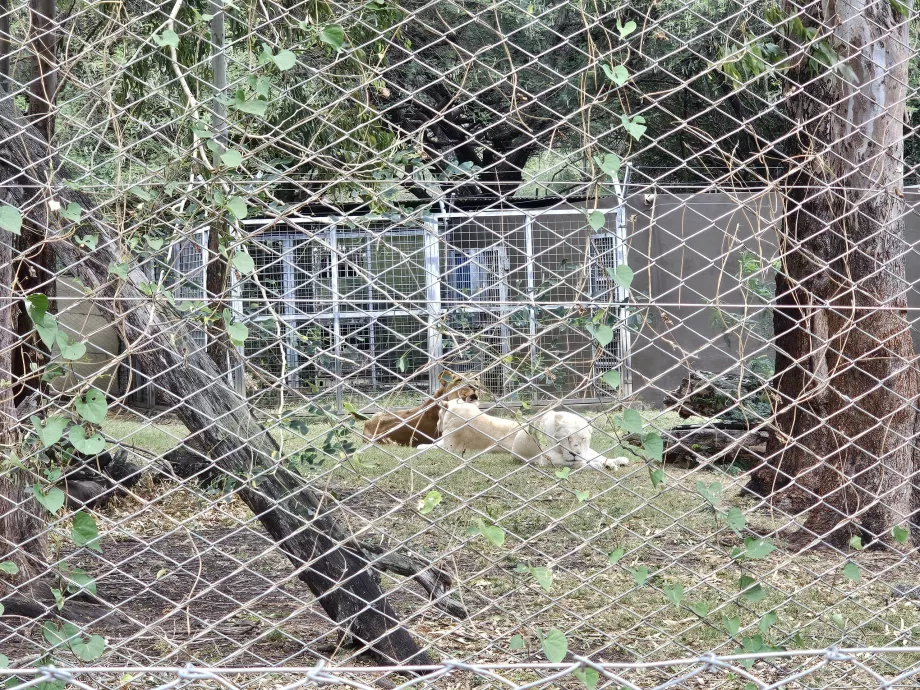 Leones en el zoo de Casela