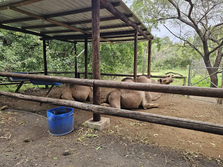 Camellos en el zoo de Casela