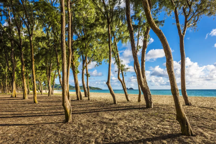 Árboles en la playa de Waimanalo
