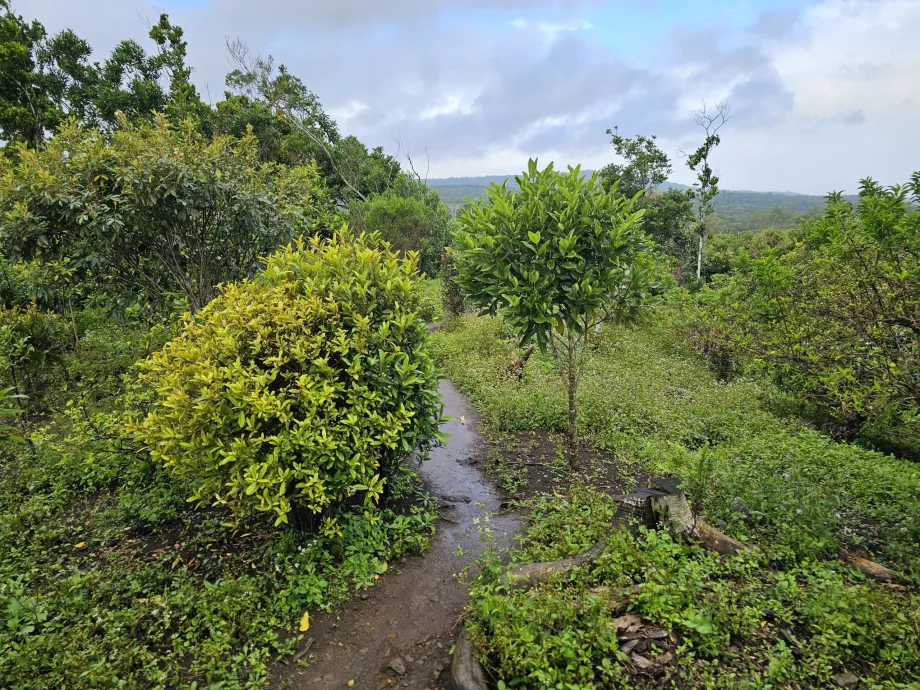 Bosque de ébano