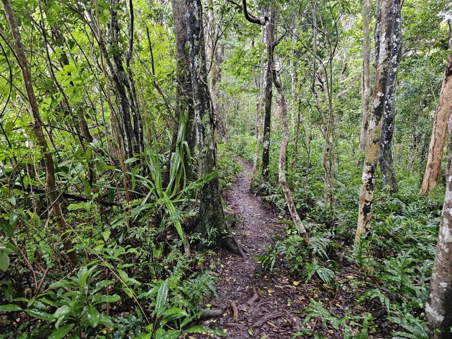 Bosque de ébano