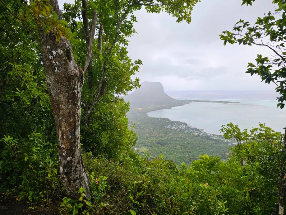 Bosque de Ébano, vista de Le Morne