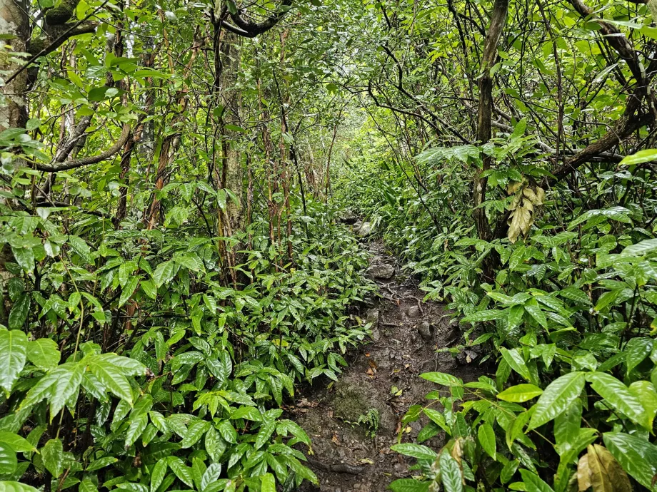 Piton du Canot, camino a través del bosque