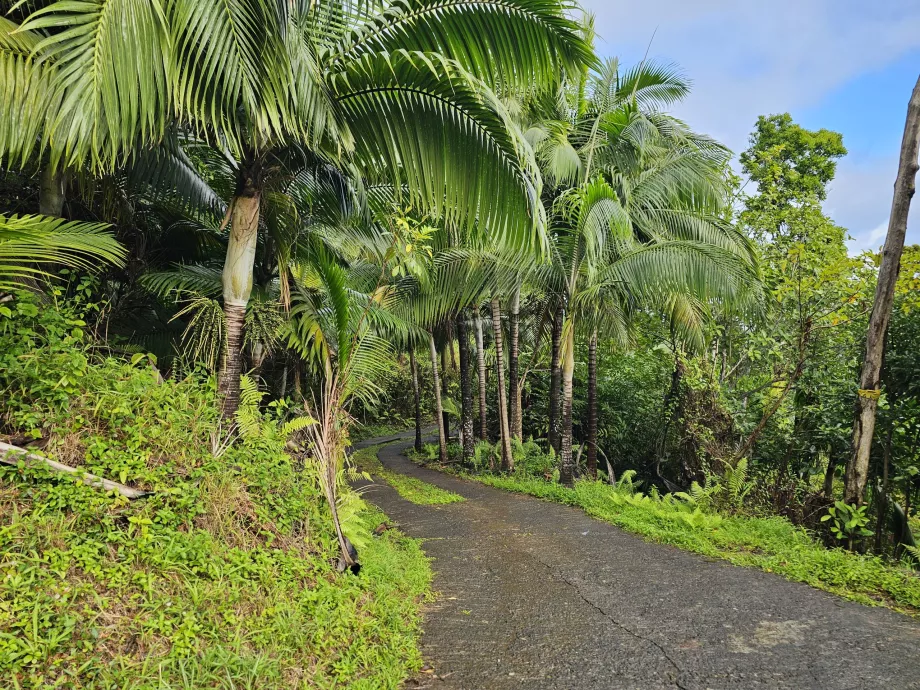 Bosque de ébano