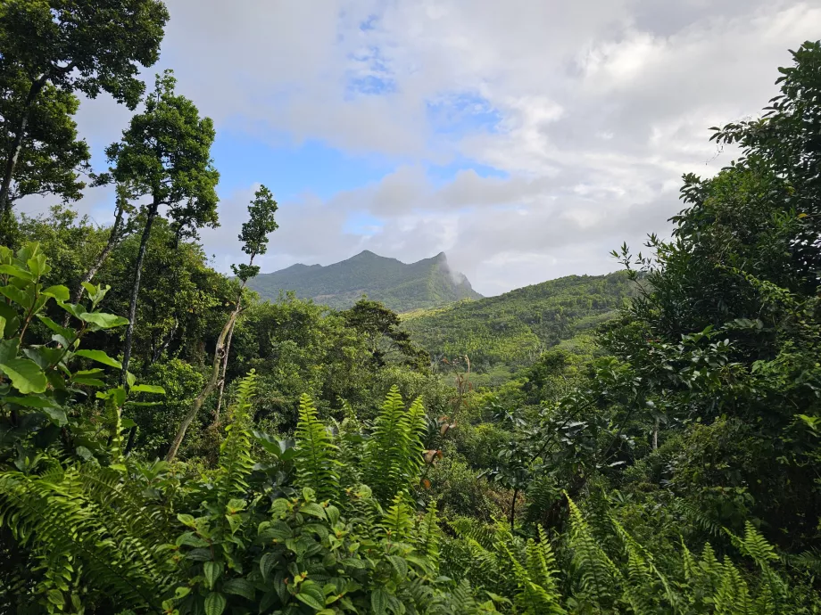 Bosque de ébano