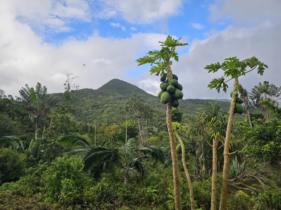 Bosque de ébano