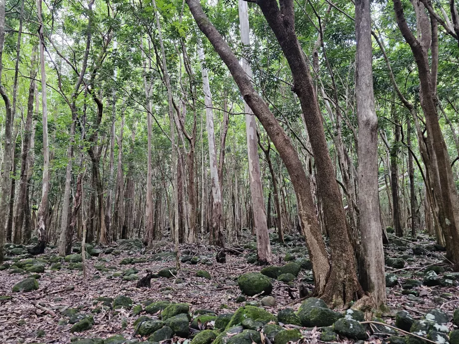 Parque Nacional de las Gargantas del Río Negro