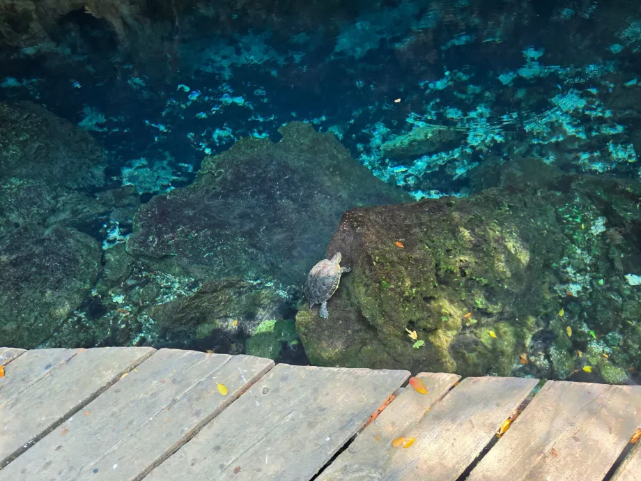 Tortugas en el Gran Cenote